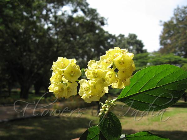 Yellow Cordia